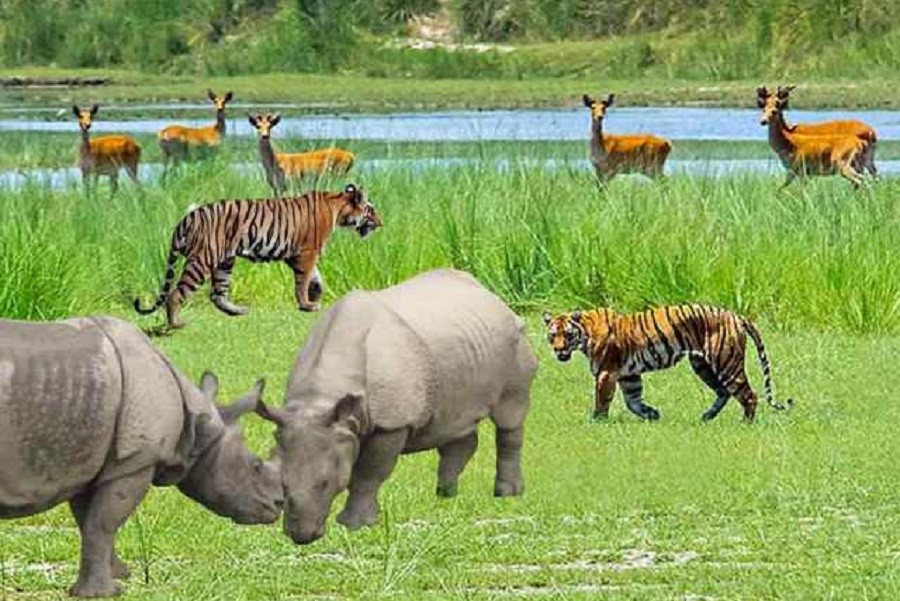 Wildlife reserve. Парк Читван в Непале. Королевский национальный парк «Читван» Непал. Читван национальный парк Непал джунгли. Национальный парк Читван Непал тигры.